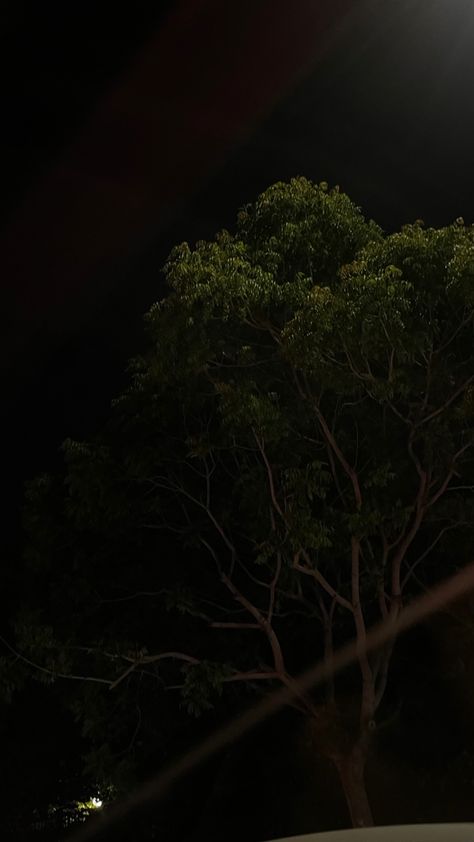 Jungle Night Aesthetic, Trees At Night Aesthetic, Outside At Night Snapchat, Night Tree Snap, Tree Dark Aesthetic, Night Snap Aesthetic, Night Tree Aesthetic, Night View Snap, Aesthetic Night Snaps