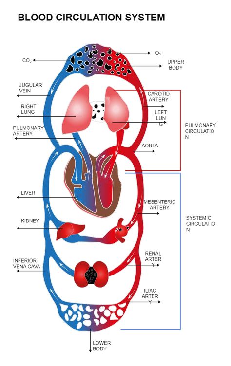 Blood Circulation Diagram Diet Tips, Blood Circulation Diagram, Circulation Diagram, Health And Fitness Magazine, Healthy Diet Tips, Circulatory System, Daily Health Tips, Cardiovascular System, Improve Mood