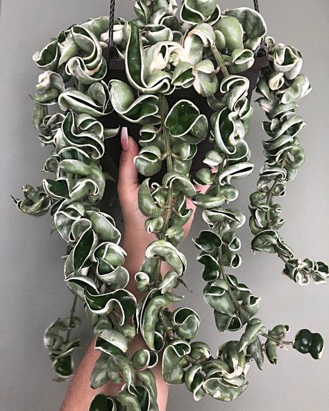 Hoya compacta Plants Ideas Indoor, Vase Inspiration, Hoya Compacta, Hindu Rope Plant, Plant Goals, Plant Care Houseplant, Hoya Plants, Poisonous Plants, Decoration Plante