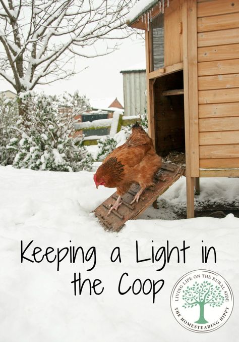 A chicken needs a certain number of daylight hours to lay consistently.  Do you supplement in the winter months?  Here's why we do.  The Homesteading Hippy #homesteadhippy #fromthefarm #theurbanchicken Chickens In The Winter, Homestead Chickens, Chicken Life, Raising Backyard Chickens, Crazy Chicken Lady, Keeping Chickens, Building A Chicken Coop, Chicken Coop Plans, Mini Farm