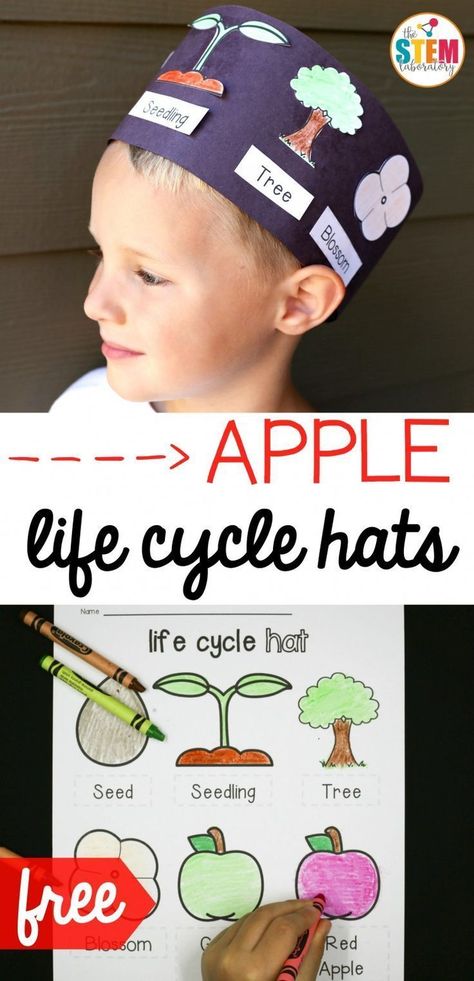 Free apple life cycle hats! Fun science activity and craft project in one. Perfect for fall or an apple unit. Apple Kindergarten, Apple Crafts, Apple Life Cycle, Apple Lessons, Plant Activities, Apple Preschool, Apple Unit, 1st Grade Science, Apple Activities