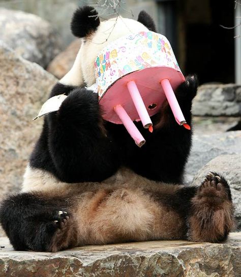 Pictures of the day: 23 August 2010 - Telegraph Pandas, Panda Meme, Husband Meme, Pandas Playing, Wish You Happy Birthday, Panda Cakes, Happy Birthday Husband, Panda Birthday, Happy Birthday Meme