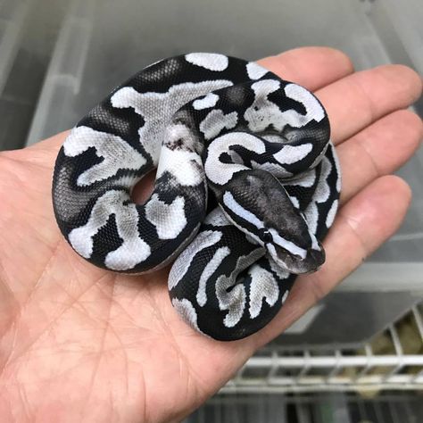 Black and White Ball Python (MJ Axanthic Fire possibly also OD).  Credit: Markus Jayne Ball Pythons Snake Colors, Danger Noodles, Danger Noodle, Pretty Snakes, Colorful Snakes, Caution Tape, Skateboard Aesthetic, Reptile Room, Ball Python Morphs