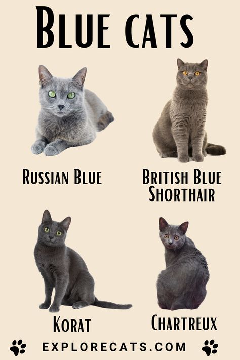 Four blue-gray cats on a light yellow background with the title "Blue Cats".  Each cat is labeled underneath the cat: Russian Blue, British Blue, Korat, and Chartreux. Cats Russian Blue, Russian Blue Cat Aesthetic, British Blue Cats, Cat Majestic, Russian Blue Cat Personality, Blue Russian Cat, Cat Russian Blue, Grey Cat Breeds, Blue Eyed Cat