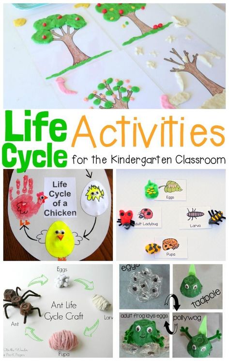 Kids will love these hands-on and engaging life cycle activities! Learn about the life cycle of a plant, life cycle of animals, and so much more! Lifecycle Of A Flower, Life Cycle Of Animals, Plants Life Cycle Activities, Life Cycles Kindergarten, Plant Life Cycle Worksheet, Life Cycle Of A Plant, Life Cycles Preschool, Life Cycle Activities, Aktiviti Tadika
