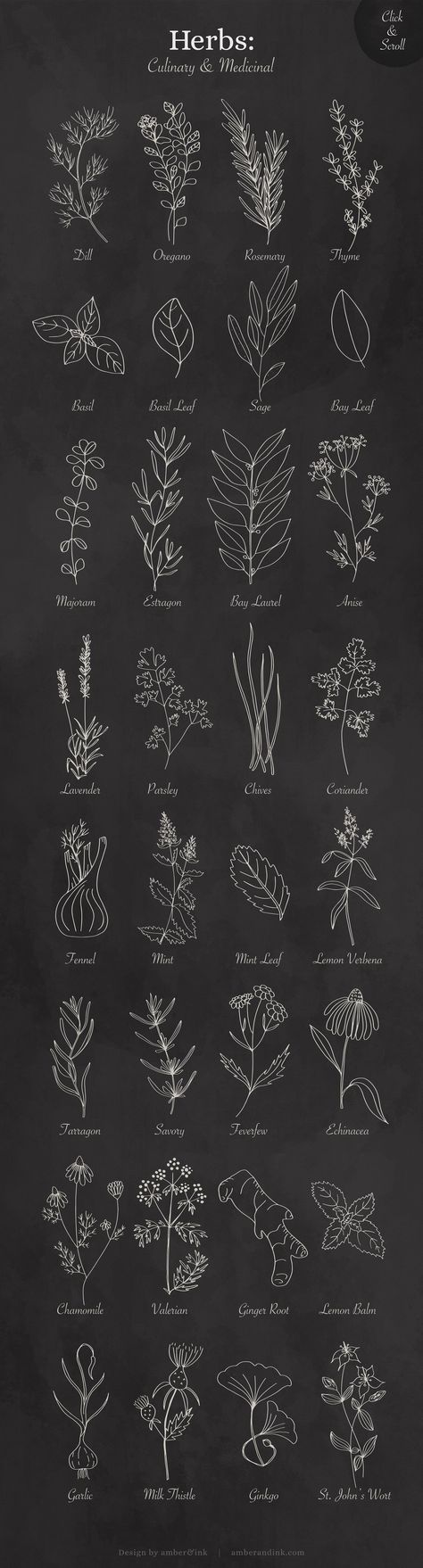 Crockery Painting, Herb Tattoo, Herbs Medicinal, Herbs Illustration, Nature Illustrations, Dibujo Simple, Pola Bordir, Culinary Herbs, Leaf Drawing