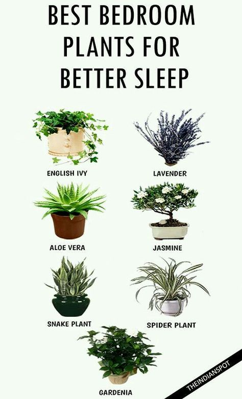 Kebun Herbal, Best Plants For Bedroom, Tanaman Indoor, Tanaman Pot, نباتات منزلية, Inside Plants, Best Indoor Plants, Bilik Tidur, Decoration Plante