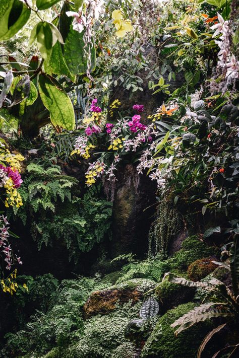 Garden Orchids, Rainforest Plants, Jungle Flowers, Vertical Garden Design, Tropical Garden Design, New York Botanical Garden, Gardens Of The World, Orchid Show, Vertical Garden Wall