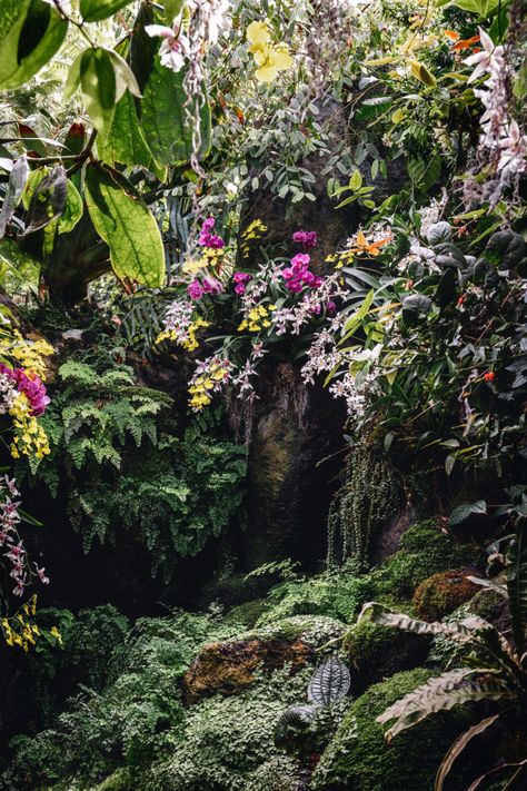 Garden Orchids, Rainforest Plants, Jungle Flowers, Vertical Garden Design, Tropical Garden Design, Gardens Of The World, New York Botanical Garden, Orchid Show, Vertical Garden Wall