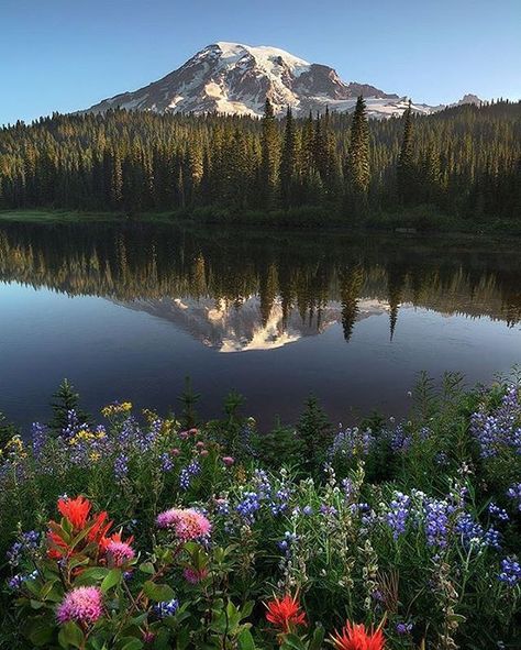 Mount Rainier, Washington, U.S. | Photography by © Derek Dammann (@derek_dammann) #EarthOfficial Nature, Mt Rainer, Rainy Photos, Flower Carpet, Modern Postcard, Scenic Pictures, Wonderful Nature, Scenic Photos, Mt Rainier