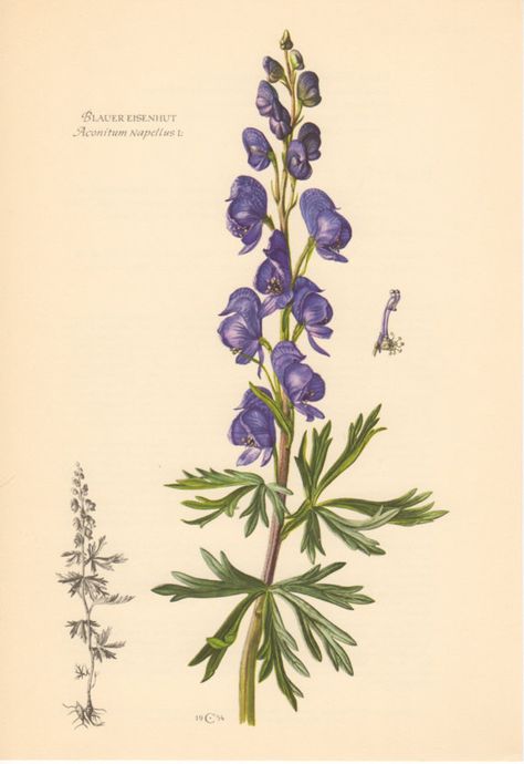 Wolfsbane Flower Aesthetic, Wolfs Bane Flower Drawing, Monkshood Flower Drawing, Monkshood Flower Tattoo, Flower Correspondences Witchcraft, Wolfsbane Flower Drawing, Wolfsbane Flower Tattoo, Wolfsbane Illustration, Aconitum Tattoo