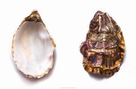 Nature, Oyster Shell Photography, Oyster Shell Aesthetic, Deep Fried Oysters, Shape Reference, Fried Oysters, Painting Stuff, Love Lily, 3d Shape