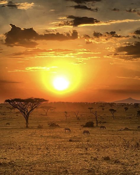 The Savannah Africa, Savannah Africa Landscape, Tanzania Safari Photography, Africa Aesthetic Photography, African Savanah Aesthetic, Savannah Aesthetic African, Africa Asethic, Savanna Aesthetic, African Sunset Photography