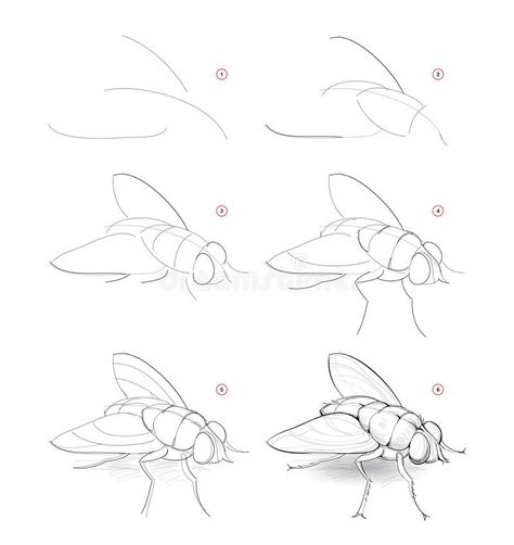 How to draw sketch of fly. Creation step by step pencil drawing of imaginary insect. Education for artists. Textbook for. Illustration about game, skill, handdrawn, pencil - 179724332 Bug Drawing Tutorial, Fly Sketch Insect, A Fly Drawing, How To Draw Insects Step By Step, How To Draw A Fly, Bugs Drawing Sketches, Insect Drawing Sketchbooks, Fly Illustration Insect, Catipillar Drawing