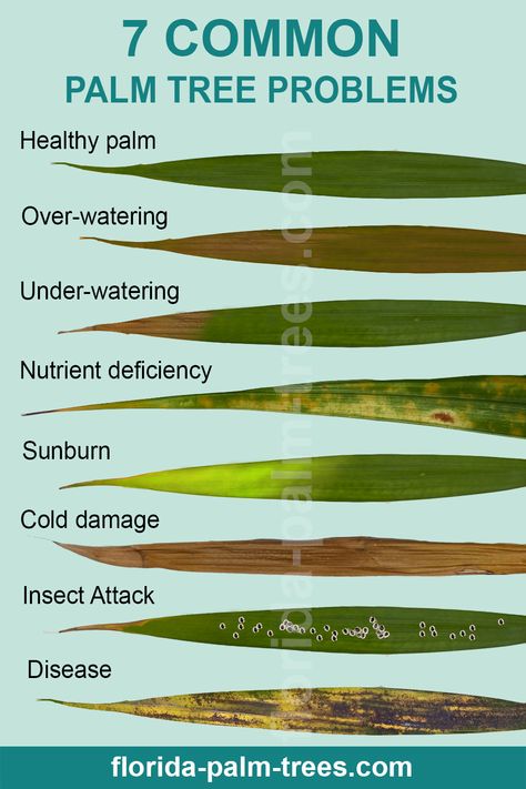 Does your palm tree looks sick and you don't know what to do? Check out my post about most common palm tree problems and easy solutions. Care For Palm Trees House Plants, Palm Tree Inside House, Palm Tree Fertilizer, Repotting Snake Plant Video, Palm Tree House Plant, Robellini Palm Landscaping, Palm Tree Care Outdoor, Palm Tree Care Indoor, Palm Tree Plants Indoor