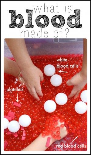 What is blood made of A hands on science demonstration 300x508 Human Body Activities for Kids Human Anatomy Science, Biology For Kindergarten, 1st Grade Health Lessons, Human Body Activities For 1st Grade, Anatomy Kindergarten Activities, 1st Grade Diy Activities, Science Topics For Kindergarten, Vet Science Activities High School, Human Body Homeschool Activities