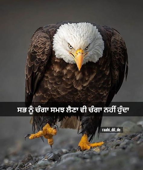 Nature, Tumblr, Angry Love Quotes, Quotes Related To Life, Punjabi Attitude Quotes, Happy Birthday Quotes For Him, Caption For Boys, Happy Independence Day Images, Strong Motivational Quotes