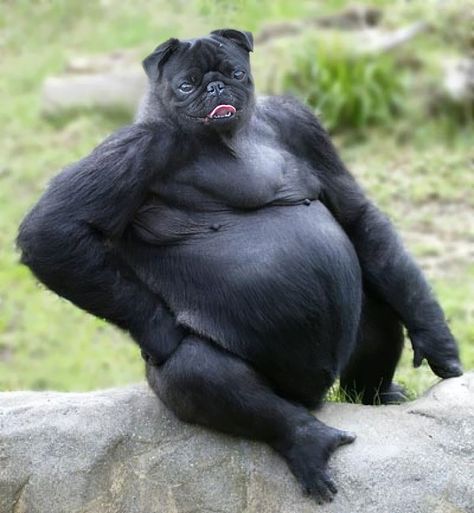 Bored Panda Animal Mashups, Photoshopped Animals, Bizarre Animals, Gorilla Gorilla, Funny Photoshop, Animal Species, Weird Animals, Primates, Weird And Wonderful