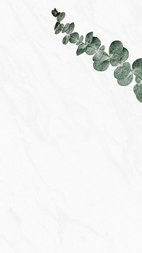 Eucalyptus Wallpaper Iphone, Green And White Wallpaper Aesthetic, Silver Background Wallpapers, White And Green Background, Marble Wallpaper Hd, White Marble Wallpaper, Girlande Diy, White Wallpaper Iphone, Eucalyptus Silver Dollar