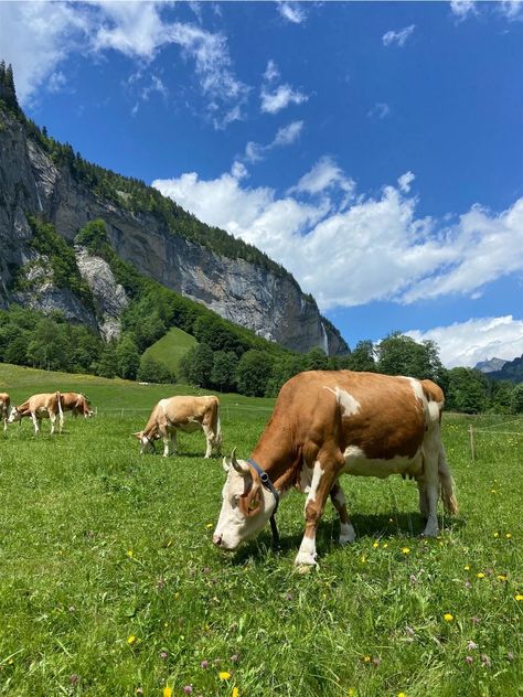 Nature, Cows In Switzerland, Switzerland Cows, Swiss Countryside, Europe 2024, Scenic Pictures, Saraswati Goddess, Moo Moo, Beautiful Hikes
