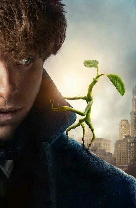 Pickett and Newt Newton Scamander, Fantastic Beasts Series, Fantasic Beasts, Fantastic Beasts Movie, Tapeta Harry Potter, Beau Film, Buku Harry Potter, Newt Scamander, Eddie Redmayne