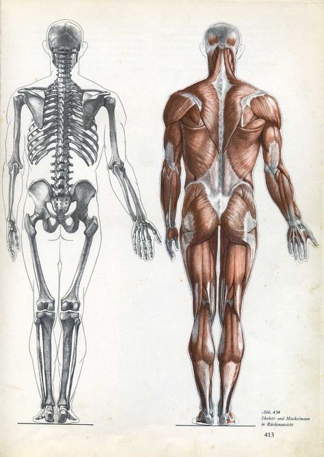 Human Body Structure, Human Skeleton Anatomy, Human Anatomy For Artists, Human Anatomy Reference, Skeleton Anatomy, Skeleton Drawings, Anatomy Sculpture, Human Body Anatomy, Human Anatomy Drawing