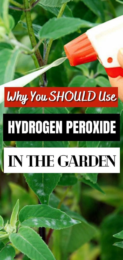 3% Hydrogen Peroxide Uses, How To Use Hydrogen Peroxide For Plants, Uses For Hydrogen Peroxide, Peroxide For Plants, Hydrogen Peroxide For Plants, Peroxide Uses, Hydrogen Peroxide Uses, Conifers Garden, Bucket Gardening