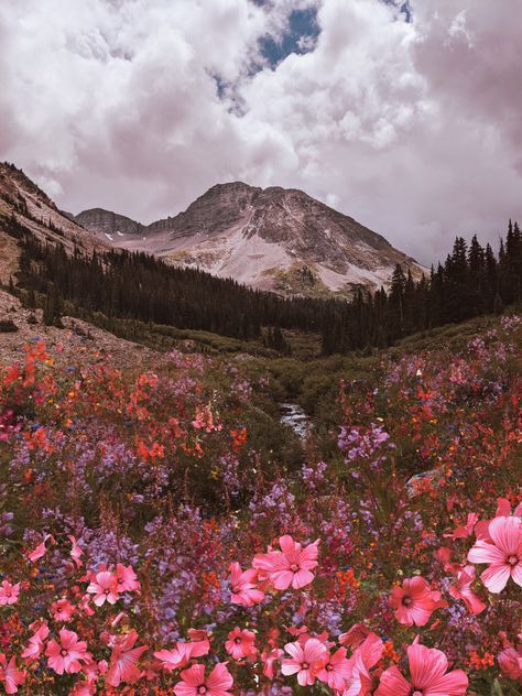 Pink floral artwork in the mountains of Colorado 🎨🌸🌼⛰🌞 #colorado #floralarrangements #wildflowers #myart Wildflower Art, Pink Mountains, Purple Wildflowers, Mountain Landscapes, Pink Photography, Frame Artwork, Artfully Walls, Artist Wall, Mountain Wallpaper