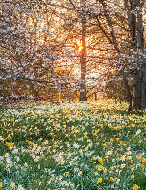 A garden for all seasons with early spring interest in Berkshire - Gardens Illustrated Nature, Early Spring Landscape, Cute Spring Pictures, Early Spring Photography, Spring Mood Board Inspiration, Early Spring Garden, Garden Of Time, Spring Weather Aesthetic, Early Spring Wallpaper