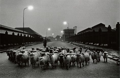 Sheep going to the Slaughter, Early Morning, near the Caledonian Road, London, 1965, McCullin Don Mccullin, Photos Black And White, Finsbury Park, The White Album, 35mm Photography, Documentary Photographers, Famous Photographers, Foto Art, London Photos