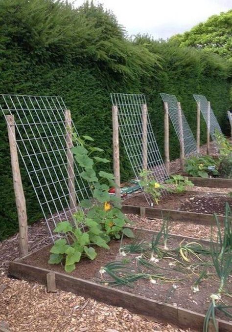 Plantarea Legumelor, Tanaman Pot, نباتات منزلية, Small Vegetable Gardens, Desain Lanskap, Diy Raised Garden, Backyard Vegetable Gardens, Veg Garden, Home Vegetable Garden