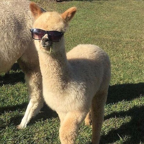 What do you know about alpacas? What do you know about alpacas in sunglasses? @alpacasposts #cantahighlights #alpacas Animal Jokes, Animal Tattoos, Lama Animal, Cute Alpaca, Llama Alpaca, Laugh Out Loud, Fluffy Animals, Cute Animal Photos, To Laugh