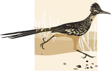 Roadrunner Illustration, Roadrunner Drawing, North American Animals, American Animals, Road Runner, Bird Design, Facts About, Rooster, North American