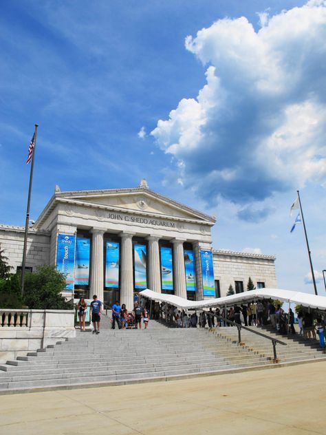 Chicago: Shedd Aquarium. Pinned by #CarltonInnMidway - www.carltoninnmidway.com Chicago Shedd Aquarium, Chicago Tourist Attractions, Indoor Aquarium, Chicago Aquarium, Shedd Aquarium Chicago, Shedd Aquarium, Saltwater Fish, Naruto Images, Gay Wedding