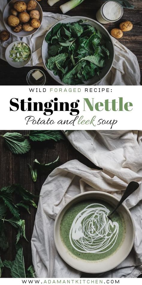 Nettle Recipes, Nettle Soup, Spring Soups, Cream Of Asparagus Soup, Wild Food Foraging, Foraging Recipes, Spring Recipe, Potato Leek, Soup Healthy