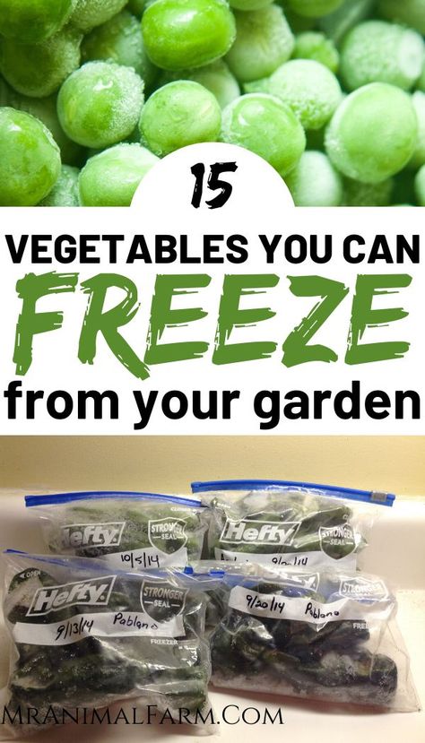 Essen, Canning From Your Garden, How To Freeze Vegetables From Garden, Freezing Vegetables Chart, Freezing Produce, Freeze Vegetables, Freezing Food Guide, Garden Canning, Freezing Veggies