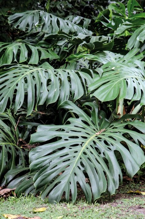 5 plantas para darle un estilo tropical a tu jardín - LA NACION Gardens With Rocks, Rocks Garden Ideas, Plantas Exterior, Feature Tree, Best Garden Design, Rocks Garden, Tropical Trees, Estilo Tropical, Tropical Tree