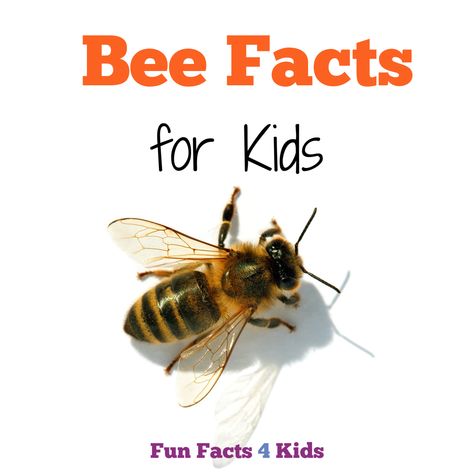 Bee Facts for Kids – Fun Facts 4 Kids Bee Inquiry, Bee Facts For Kids, Kids Fun Facts, Life Cycle Of A Bee, Facts About Bees, Fun Facts About Bees, All About Bees, Bees For Kids, Bee Facts