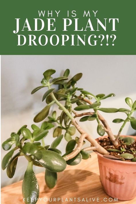 Jade Tree Care, Jade Plants Care, Jade Plant Care Indoor, Jade Propagation, Jade Plant Pruning, Inside House Plants, Houseplant Tips, Jade Plant Care, Gardening Indoors