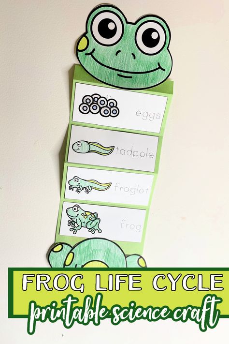This frog life cycle craft is easy enough for any age! Add it to your life cycle and/or frog homeschool themes. Frog Life Cycle Craft Preschool, Preschool Life Cycle Activities, Life Cycles Preschool Activities, Frog Theme Preschool, Frog Life Cycle Printable, Frog Crafts Preschool, Frog Life Cycle Craft, Frog Life Cycle Activities, Homeschool Themes