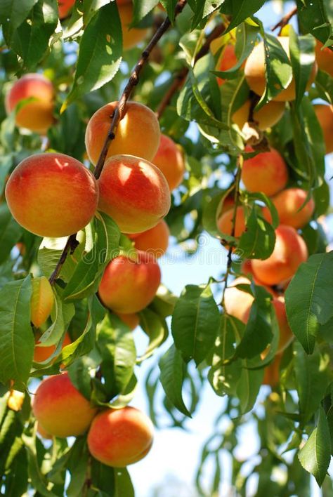 Apricot Trees, Apricot Tree, Fruit Wallpaper, Fruit Photography, Peach Trees, Beautiful Fruits, Tapeta Pro Iphone, Orange Aesthetic, Arte Inspo
