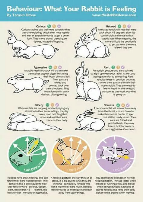 Bonding With Your Bunny - Rabbits Indoors Rabbit Sanctuary Ideas, Free Roaming Rabbit Ideas, Rabbit Essentials, Rabbit Tips, Bunny Care Tips, Mini Lop Bunnies, Rabbit Behavior, Pet Rabbit Care, Somebunny Loves You