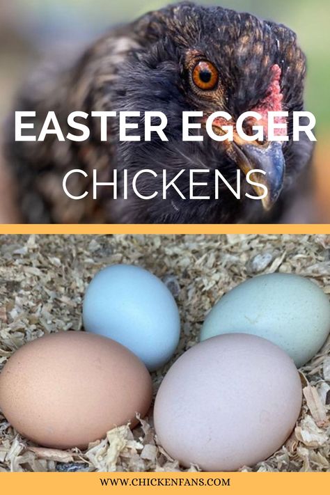 Are you looking to add some colorful charm to your flock? Meet the Easter Egger, the quirky and vibrant chicken that lays a rainbow of eggs. Their unique personalities and flair will surely brighten up your day and egg carton. Easter Eggers Eggs, Easter Egger Chicken, Easter Eggers, Homestead Chickens, Chicken Health, Laying Hens, Raising Backyard Chickens, Backyard Poultry, Keeping Chickens