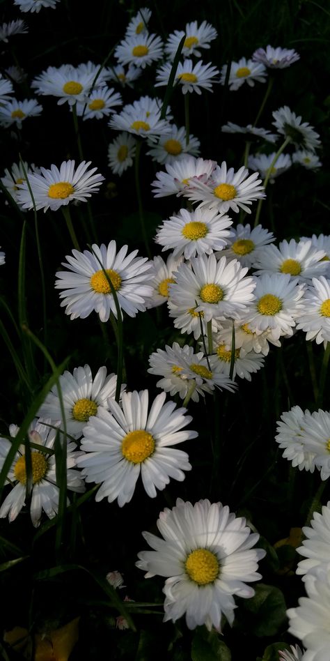 Nature, White And Yellow Flowers Aesthetic, Henrycore Aesthetic, Black And Yellow Wallpaper Aesthetic, Daisy Flower Wallpaper Black, Yellow Dark Wallpaper, Daisy Flower Aesthetic Wallpaper, Black And White Vintage Wallpaper, Dark Flowers Wallpaper