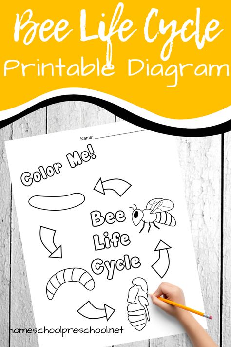 This spring, teach your kids about the life cycle of a bee. This printable honey bee life cycle diagram is a great visual aid for preschoolers. #lifecycleofabee  #lifecycleactivities #lifecycleworksheets #homeschoolprek Garden Unit Study, Life Cycle Of A Bee, Pollination Activity, Preschool Bugs, Honey Bee Life Cycle, Life Cycle Activities, Cycle For Kids, Bee Life Cycle, Bugs Preschool