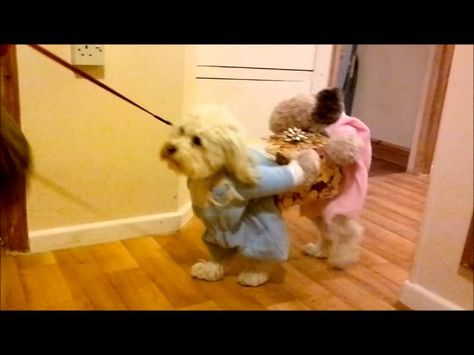 Funny Dog Costume Looks Like Two Dogs Carrying a Wrapped Present Dogs Running With Scissors Costume, Dogs Costumes, Funny Pet Costumes, Dog Fancy Dress, Best Costume Ever, Dog Costumes Funny, Funny Love Pictures, Box Costumes, Funny Books For Kids