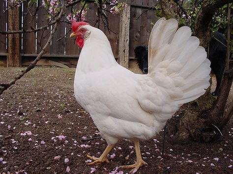 this is more for the yard than the home. dreaming of Chris letting me have a couple leghorn chickens for eggs White Chicken Breeds, White Leghorn Chicken, Best Laying Chickens, Leghorn Chickens, Chicken Names, Laying Chickens Breeds, Fluffy Chicken, Laying Chickens, Best Egg Laying Chickens