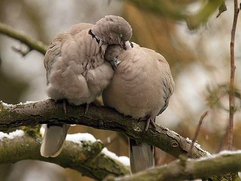 cute-animals-sleeping-pillows-12 Funny Animal Pictures, Cuddle Love, Sleeping Animals, Pretty Birds, Cute Birds, Animal Pillows, Bored Panda, Paloma, Beautiful Creatures