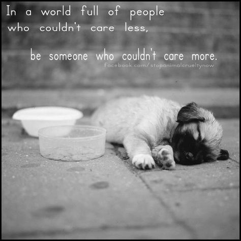 please pass this message on....there are so many people and animals in need of help.... Airedale Terrier, Wildlife Quotes, Pet Bakery, Stop Animal Cruelty, Animal Photos, Save Animals, Rescue Dogs, Animal Rights, Animal Quotes