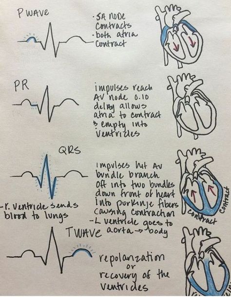 Cardiology Cardiac Cycle, Studie Hacks, Medical Assistant Student, Doctor Medicine, Heart Doctor, Nurse Study Notes, Vet Medicine, Nursing Student Tips, Cardiac Nursing